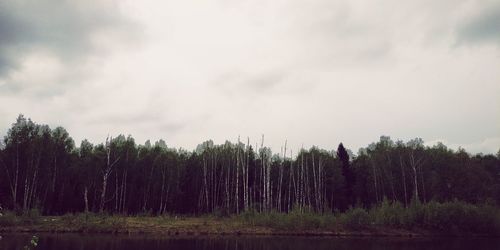 Scenic view of forest against sky
