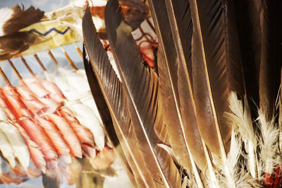 Close-up of bird in cage