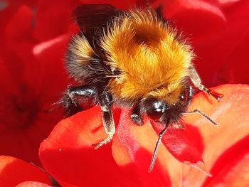 Close-up of bee pollinating on red flower
