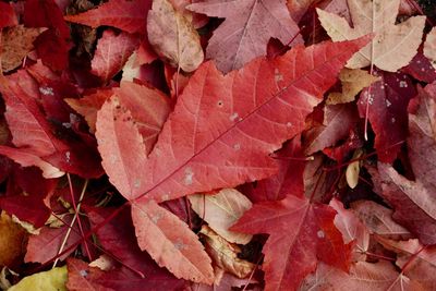 Full frame shot of autumnal leaves