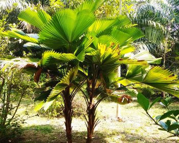 Close-up of palm tree