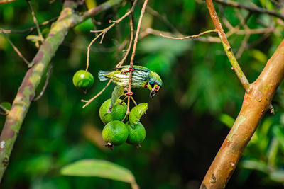 The coppersmith barbet, is an asian barbet with crimson forehead and throat,