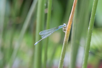 Close-up of damselfly on plant