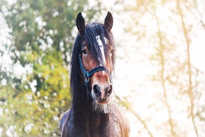 Close-up portrait of a horse