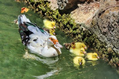 High angle view of duck swimming in lake