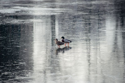 Ducks swimming in lake