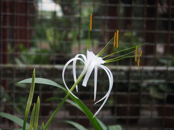 Close-up of plant against blurred background