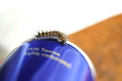 Close-up of caterpillar on container over table