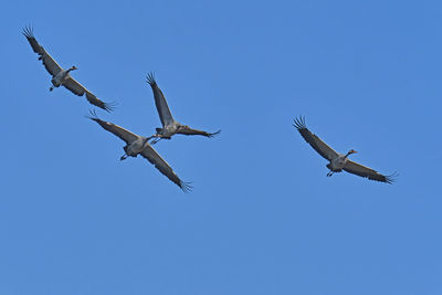 Low angle view of birds flying in sky