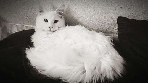 Close-up of cat sitting on sofa at home