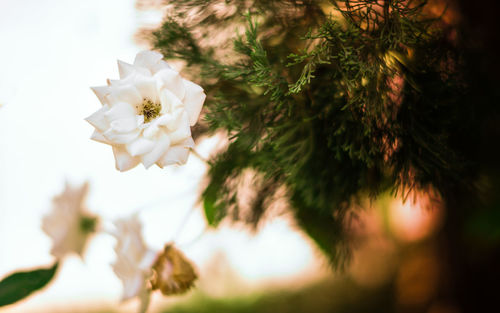 Close-up of white cherry blossom tree