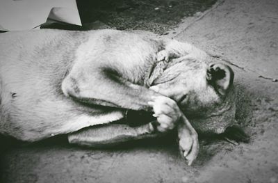 Cat sleeping on couch