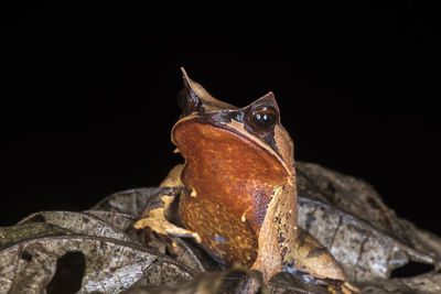 Close-up of lizard against black background