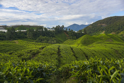 Scenic view of agricultural field against sky