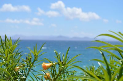 Close-up of flowering plants by sea against sky