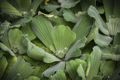 Full frame shot of fresh green leaves