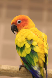 Close-up of sun conure perching on branch