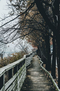 Footbridge along trees