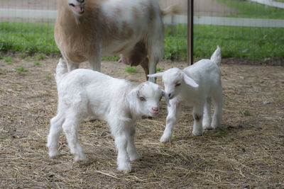 Adorable baby kid on a farm in chattanooga tennessee