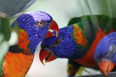Close-up of parrot
