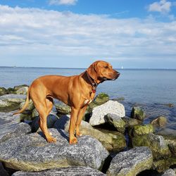 Dog standing on rock by sea against sky