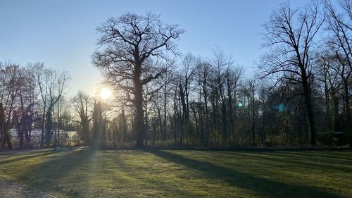 Bare trees on field against sky