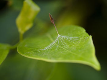 Close-up of fresh green leaf