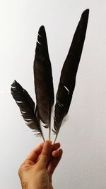 Close-up of hand holding feather against white background