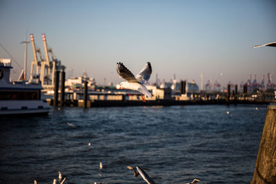 Seagulls flying over sea against sky