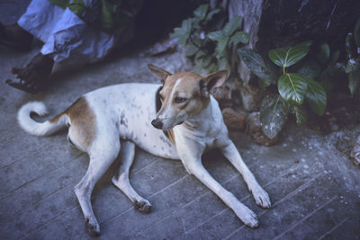 High angle view of a stray dog