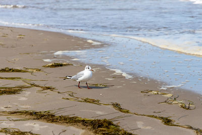 Many seagulls on the beach of the baltic sea looking for food