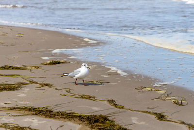 Seagulls on beach