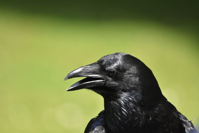 Close-up of bird