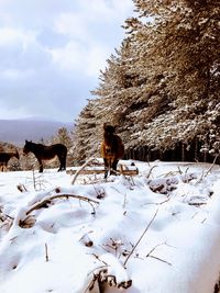 View of two horses on snow covered land