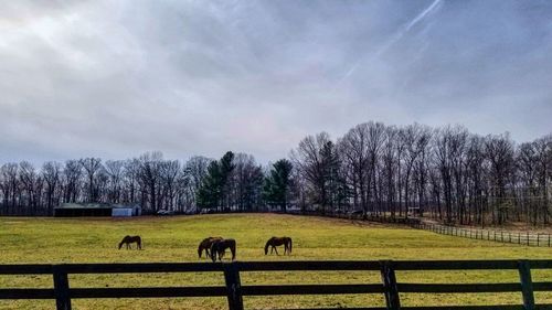 Horses grazing on field against sky