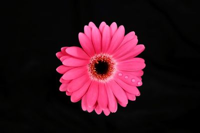 Close-up of pink daisy against black background