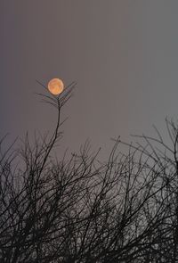 Low angle view of silhouette bare tree against sky at night