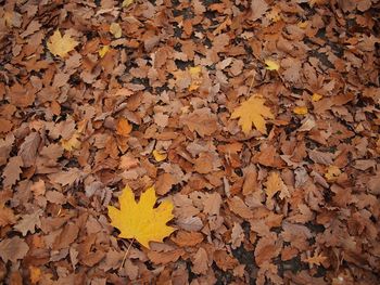 High angle view of yellow maple leaves on field