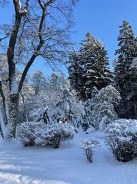 Snow covered trees against sky