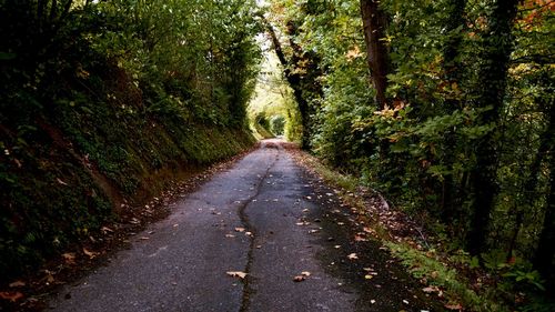 Road amidst trees in forest