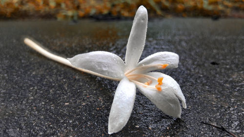 Close-up of white flower on land