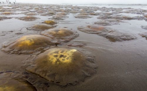 Close-up of shore at beach