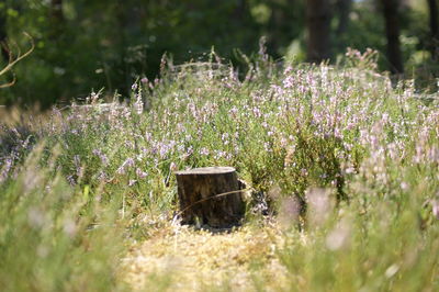 Close-up of purple flowering plants on field