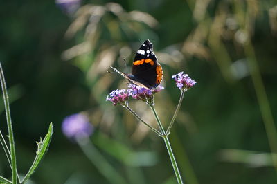 Close-up of butterfly pollinating on purple flower