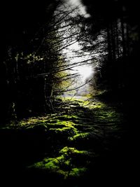 Trees growing in forest