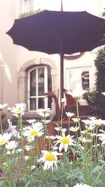 View of flowering plant against house