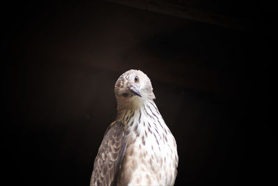 Portrait of hawk against black wall