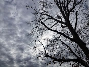 Low angle view of tree against sky
