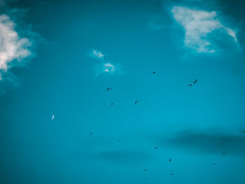 Flock of birds swimming in sea