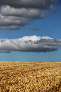 Crops growing on field against sky